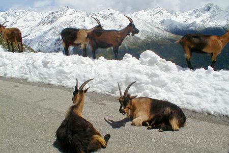 Timmelsjoch - title photo